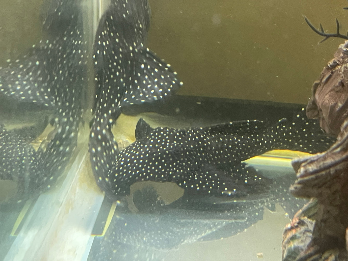Pair L240 vampire plecos