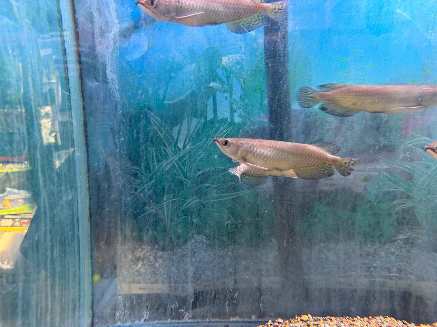 Jardini arowana