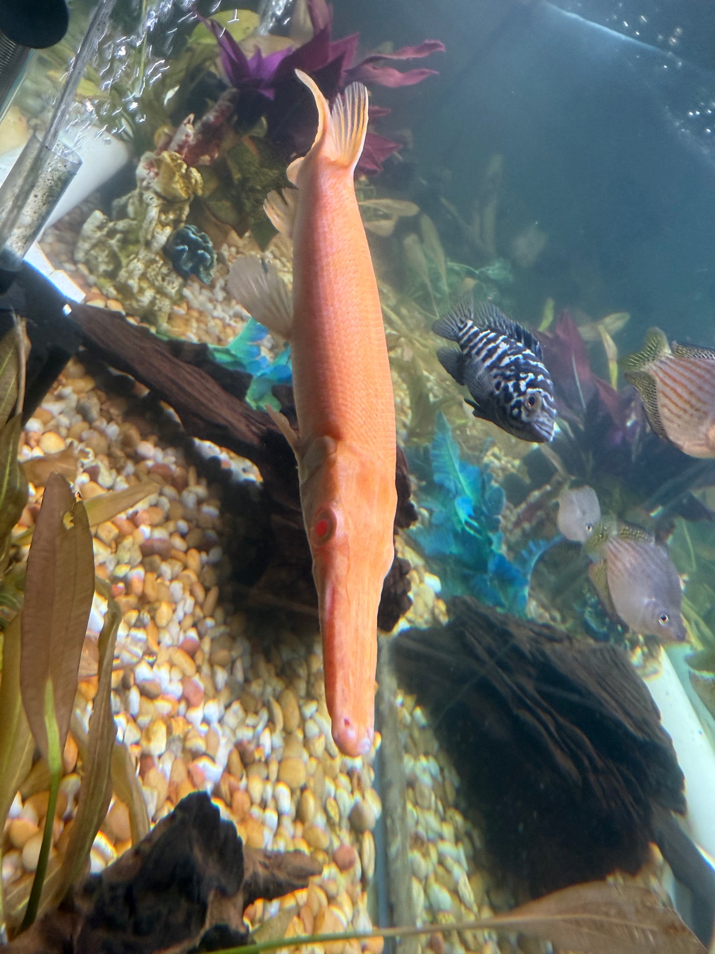 Albino gold alligator gar 11”-12”