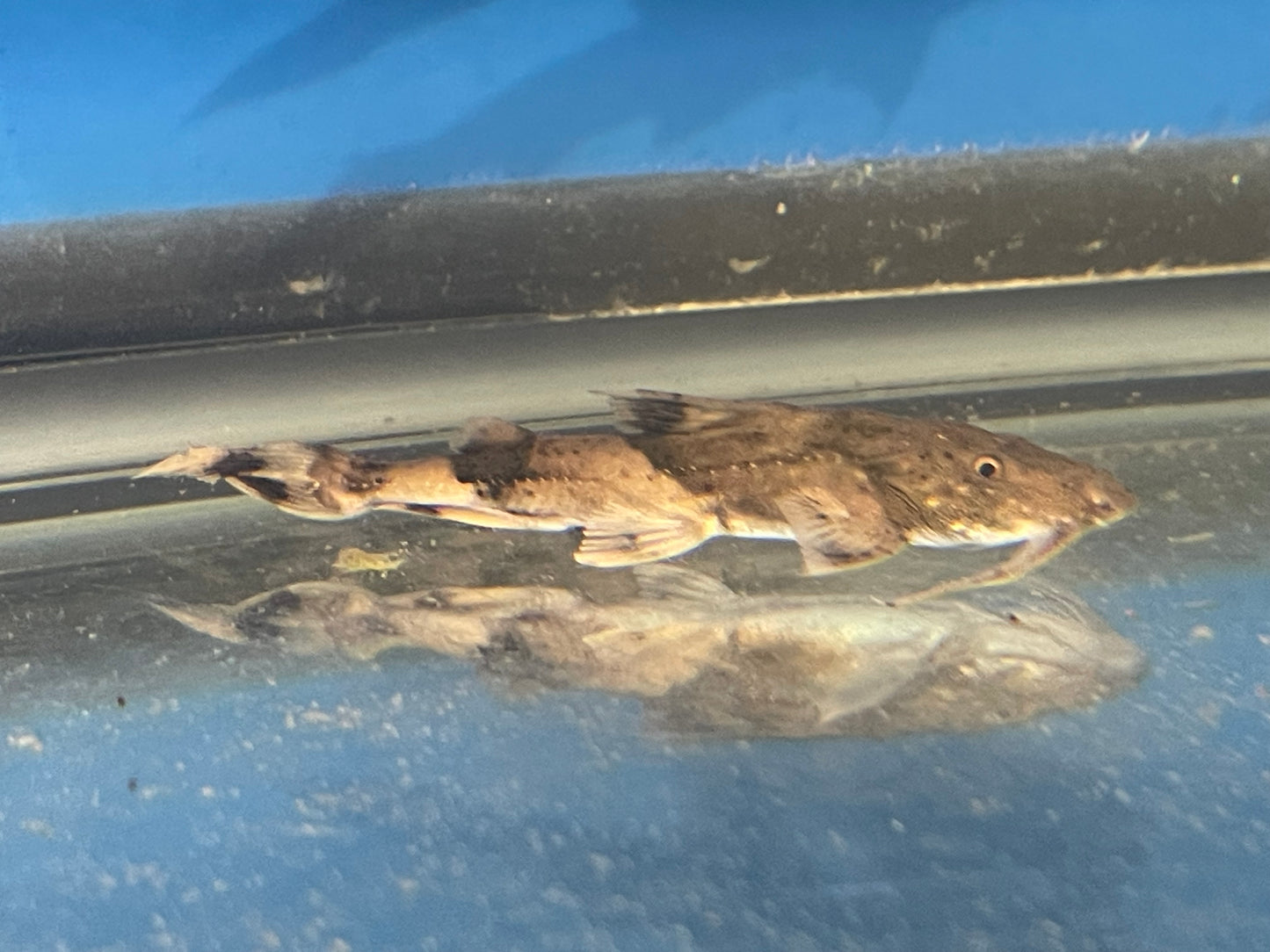 Goonch catfish 3.5”