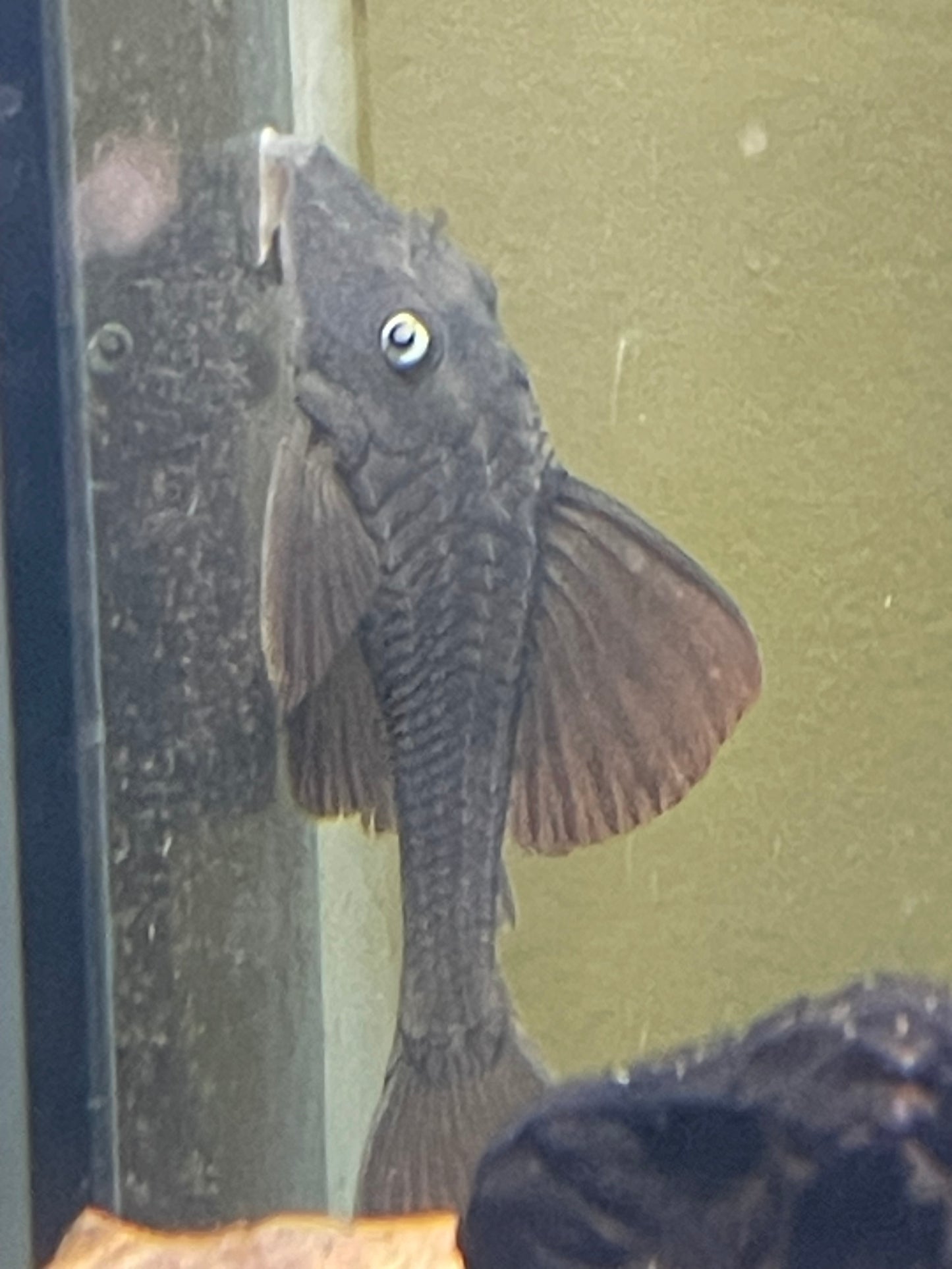 L137 Blue Eyed Red Fin Pleco (Hypostomus soniae)