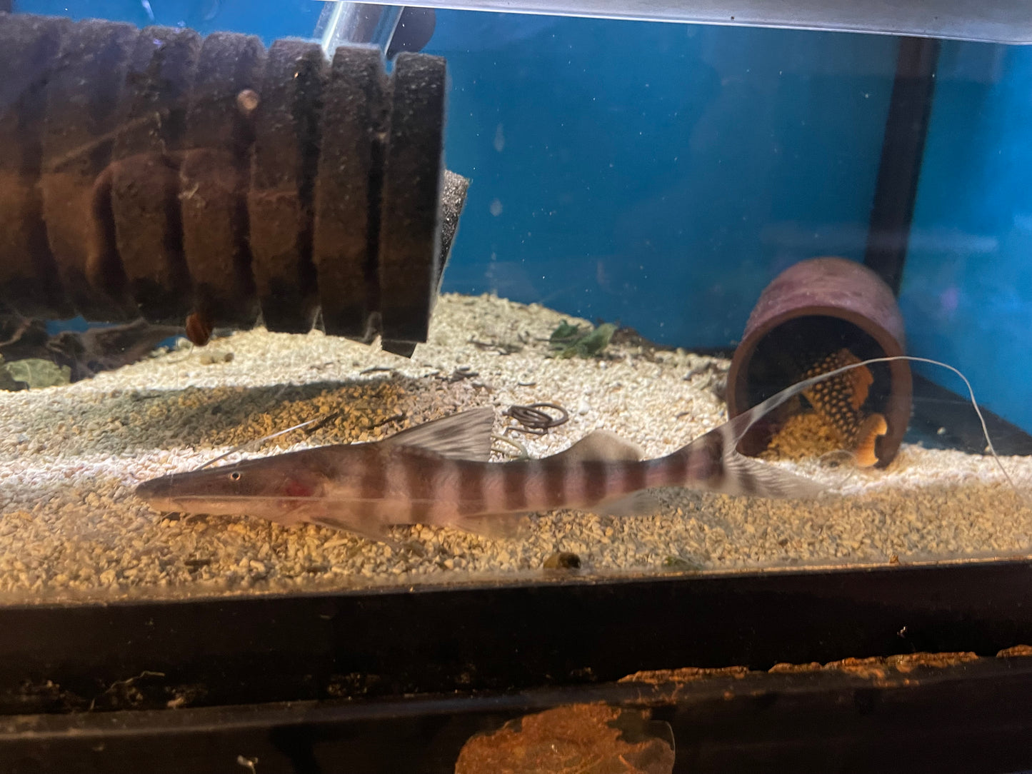 Tigrinus catfish