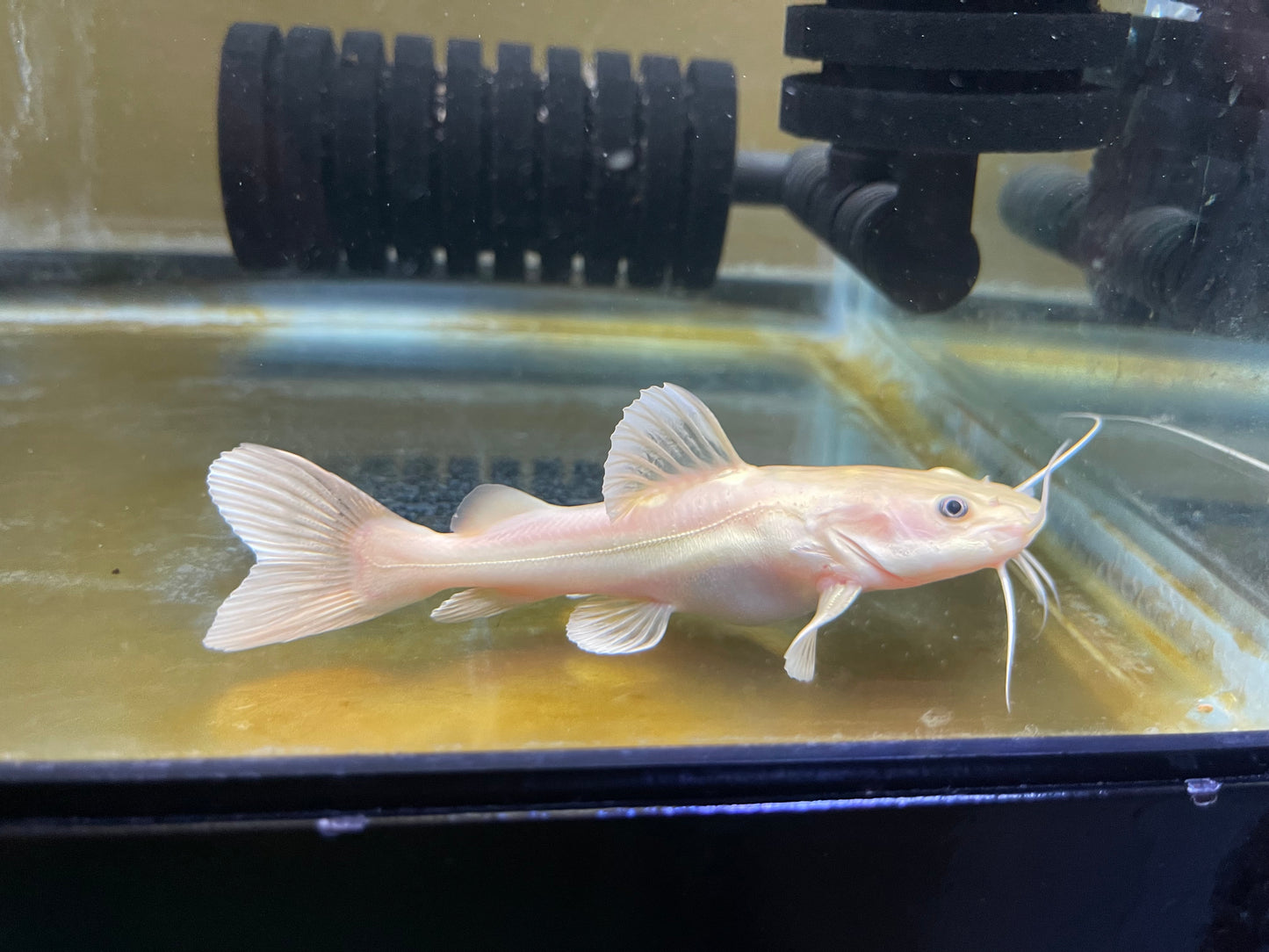 Leucistic redtail catfish (phantom)