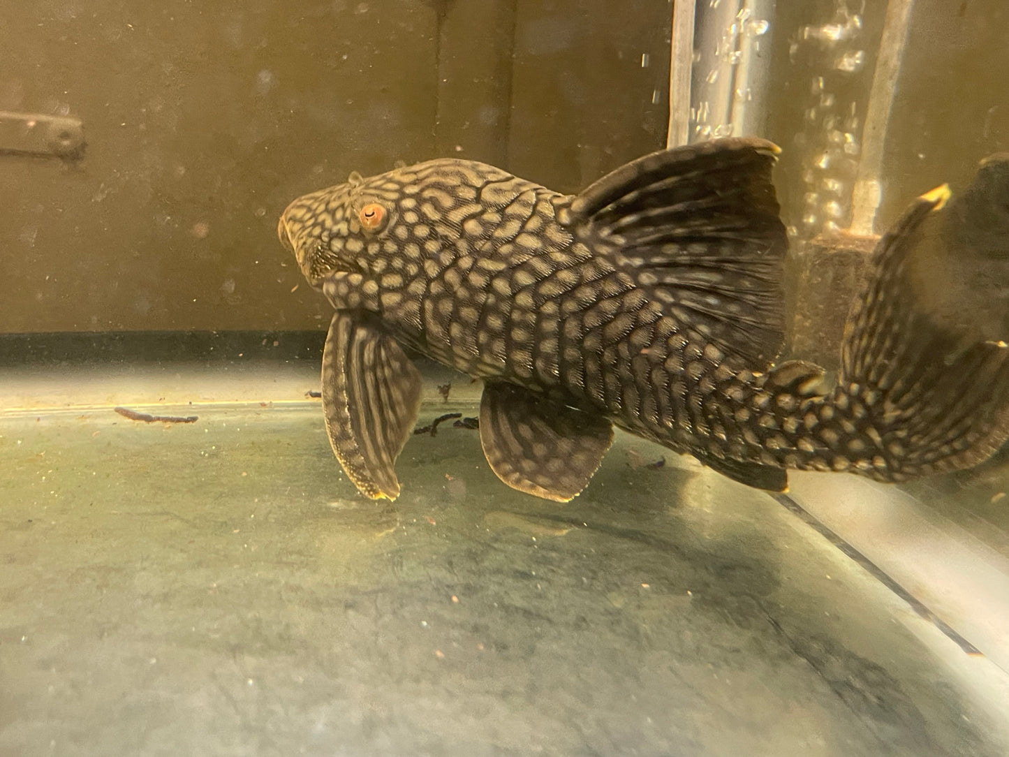 L330 watermelon royal pleco 12”