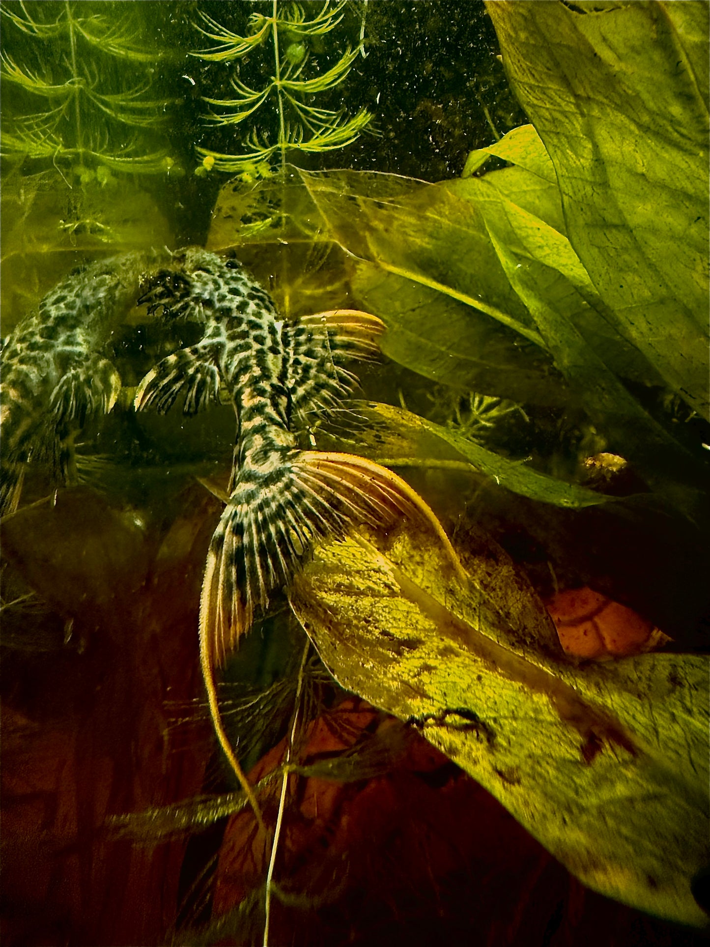 Red titanic pleco