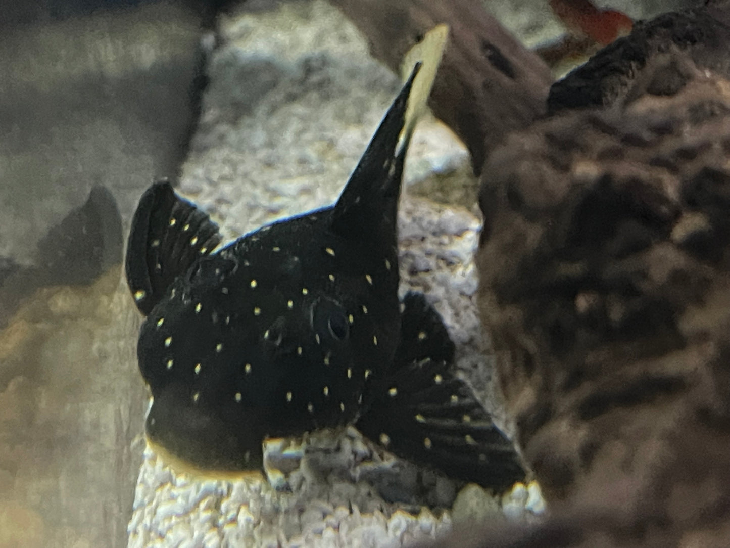 Golden sailfin luteus pleco 3.5”