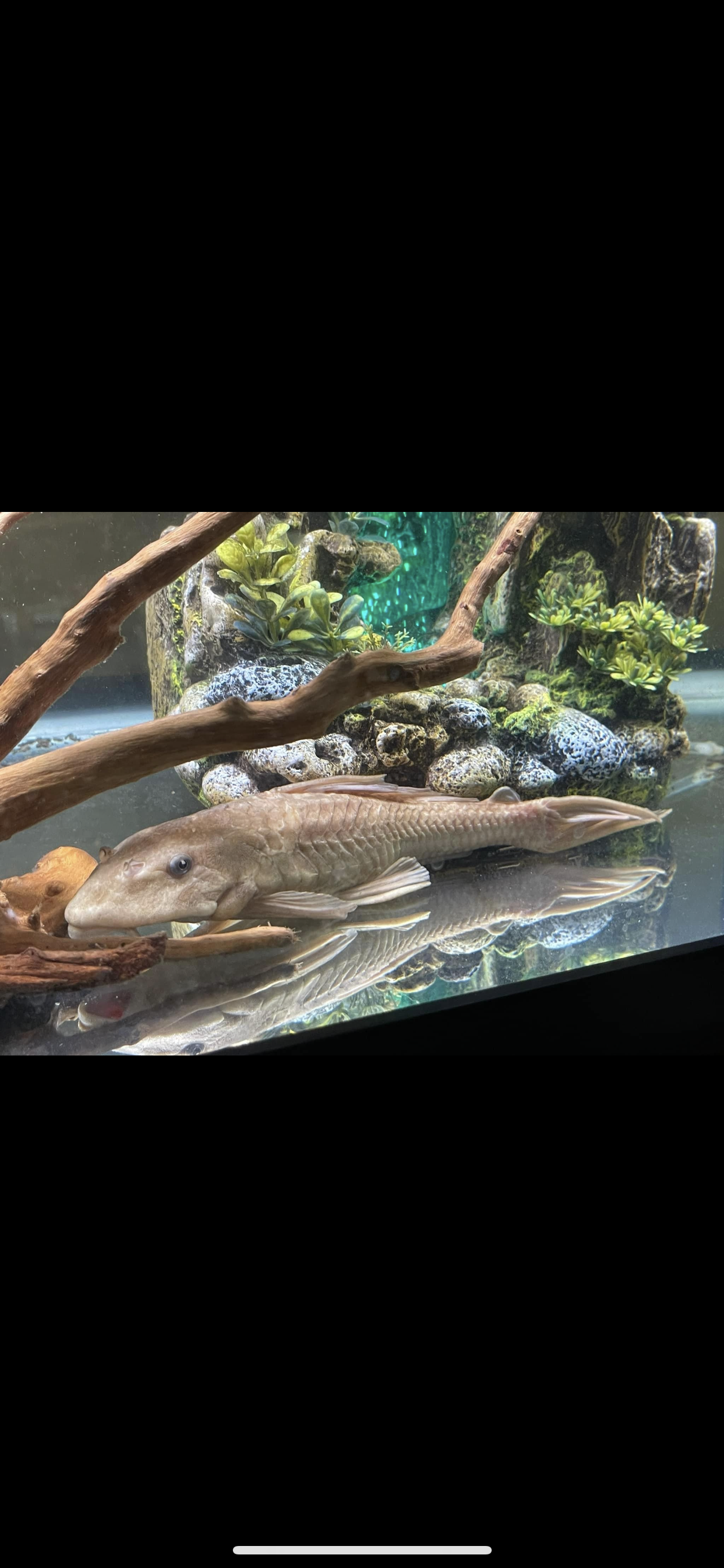 White Chocolate Pleco