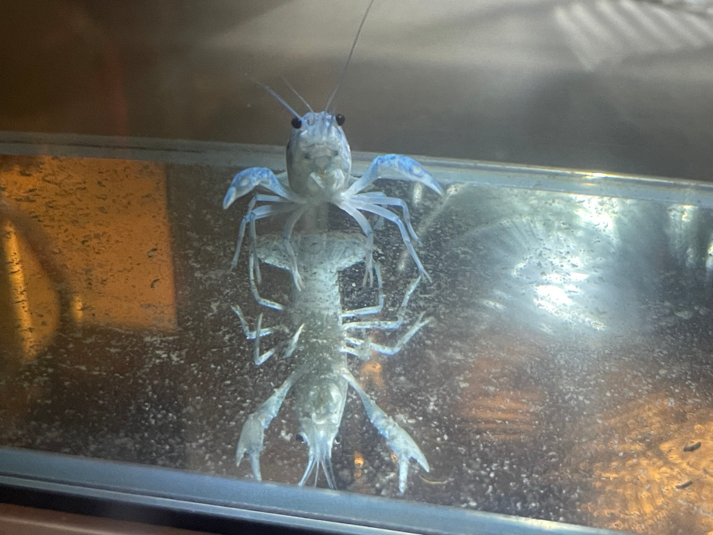 Electric blue crayfish
