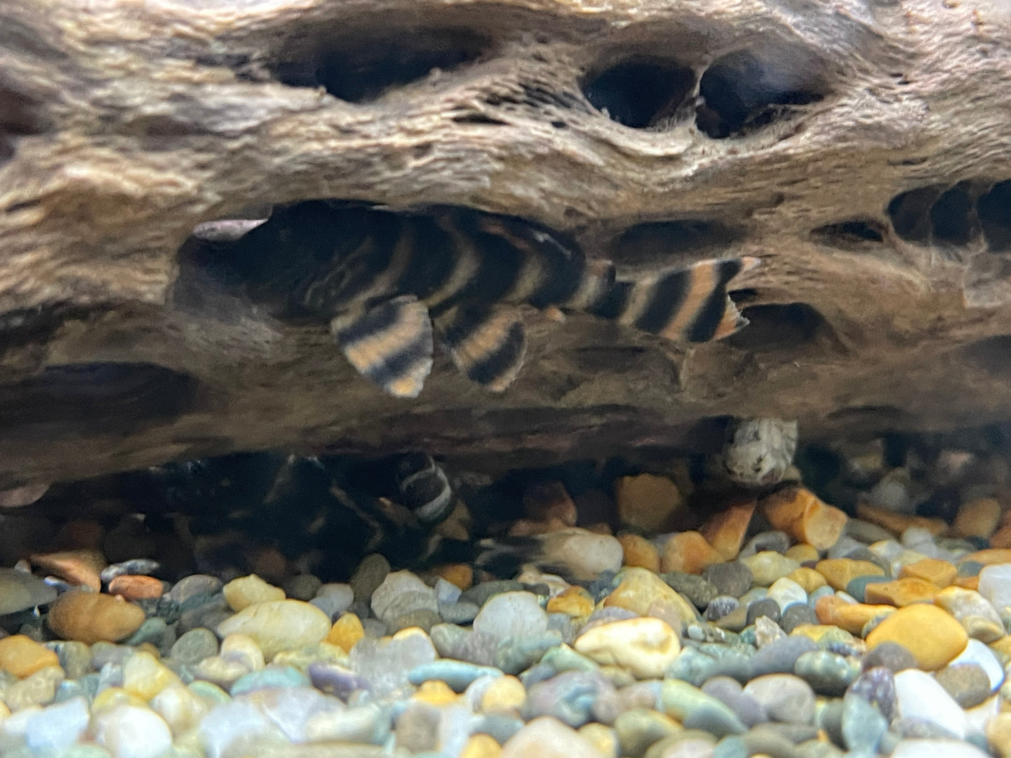L397 Alenquer tiger pleco