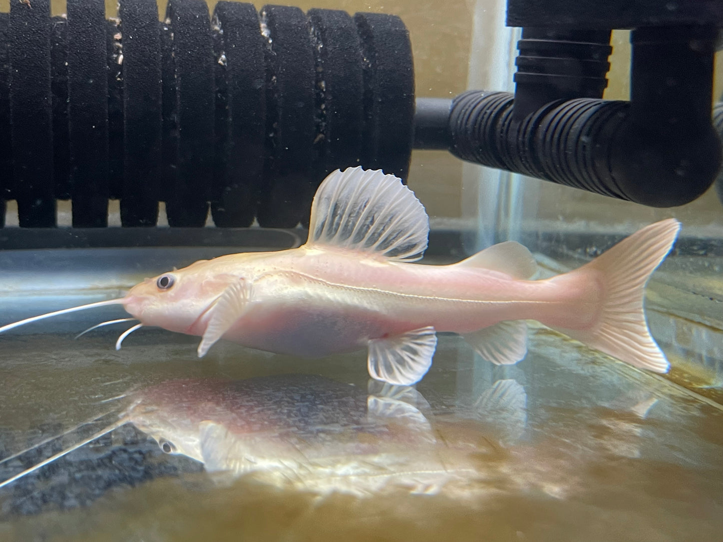Leucistic redtail catfish (phantom)