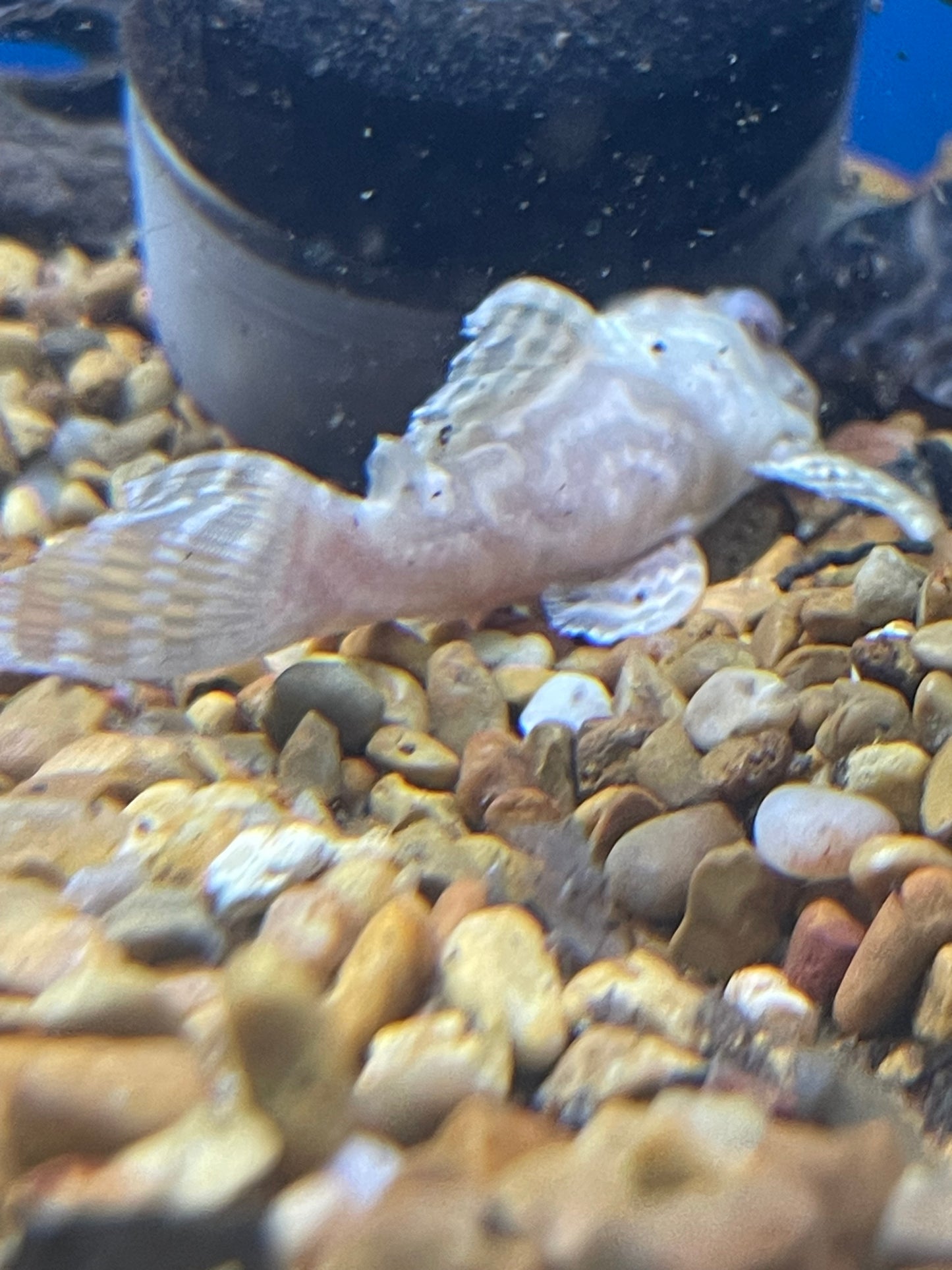 L333 albino king tiger pleco