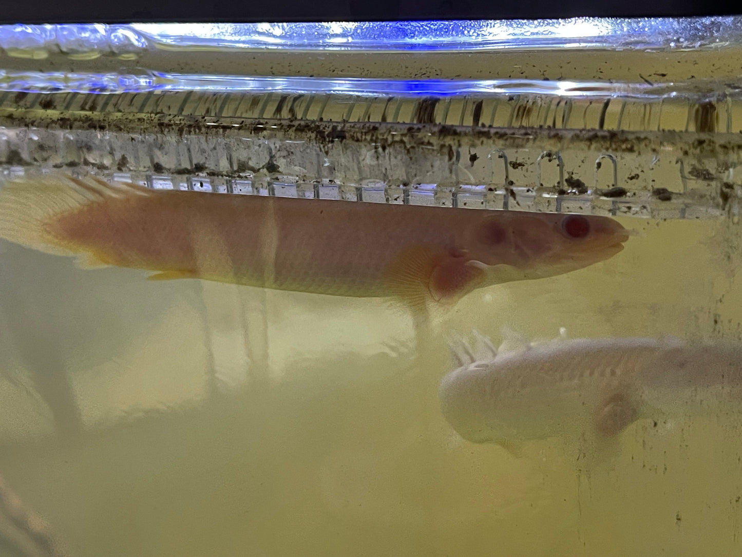 Short body Albino Senegal bichir