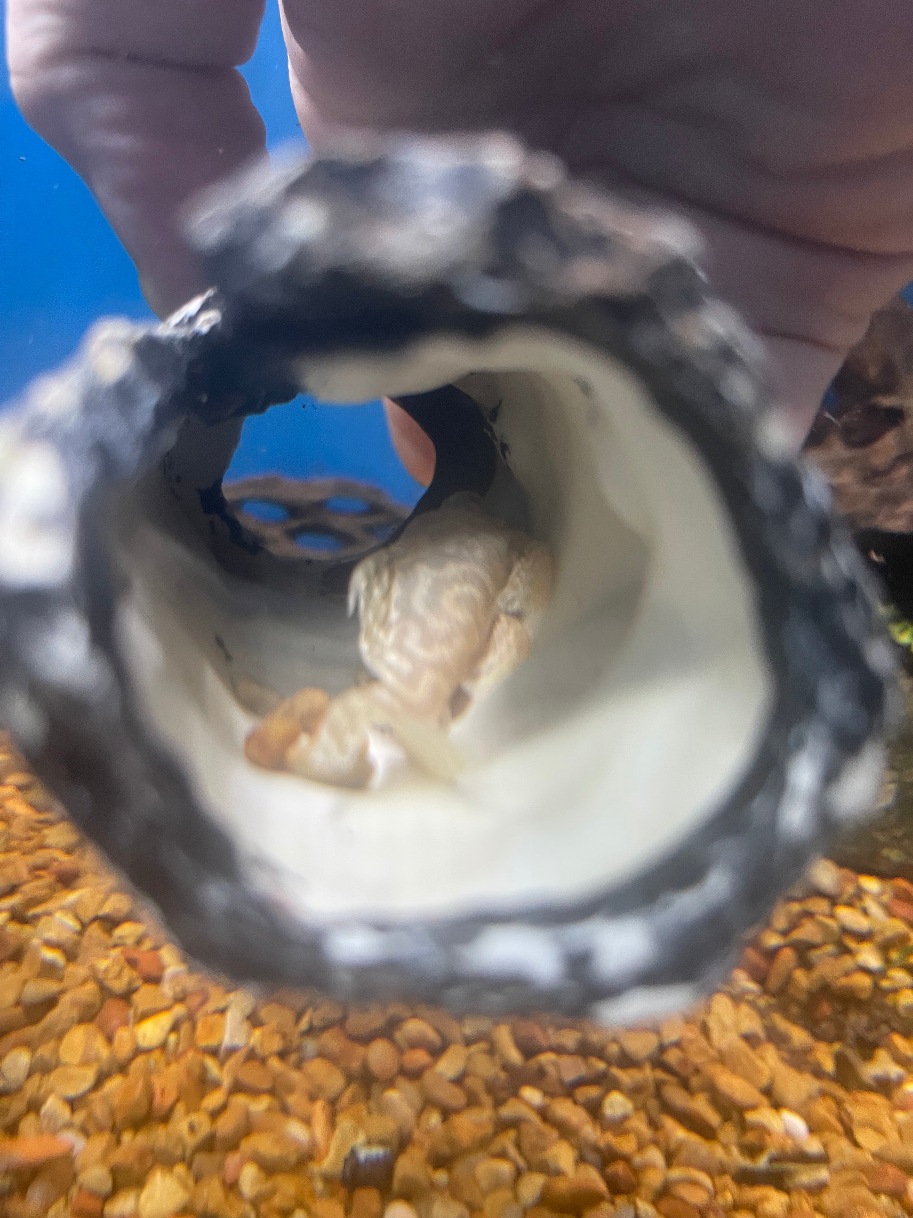 L333 Albino King Tiger Pleco Fins Worldwide l333-albino-king-tiger-pleco-fins-worldwide