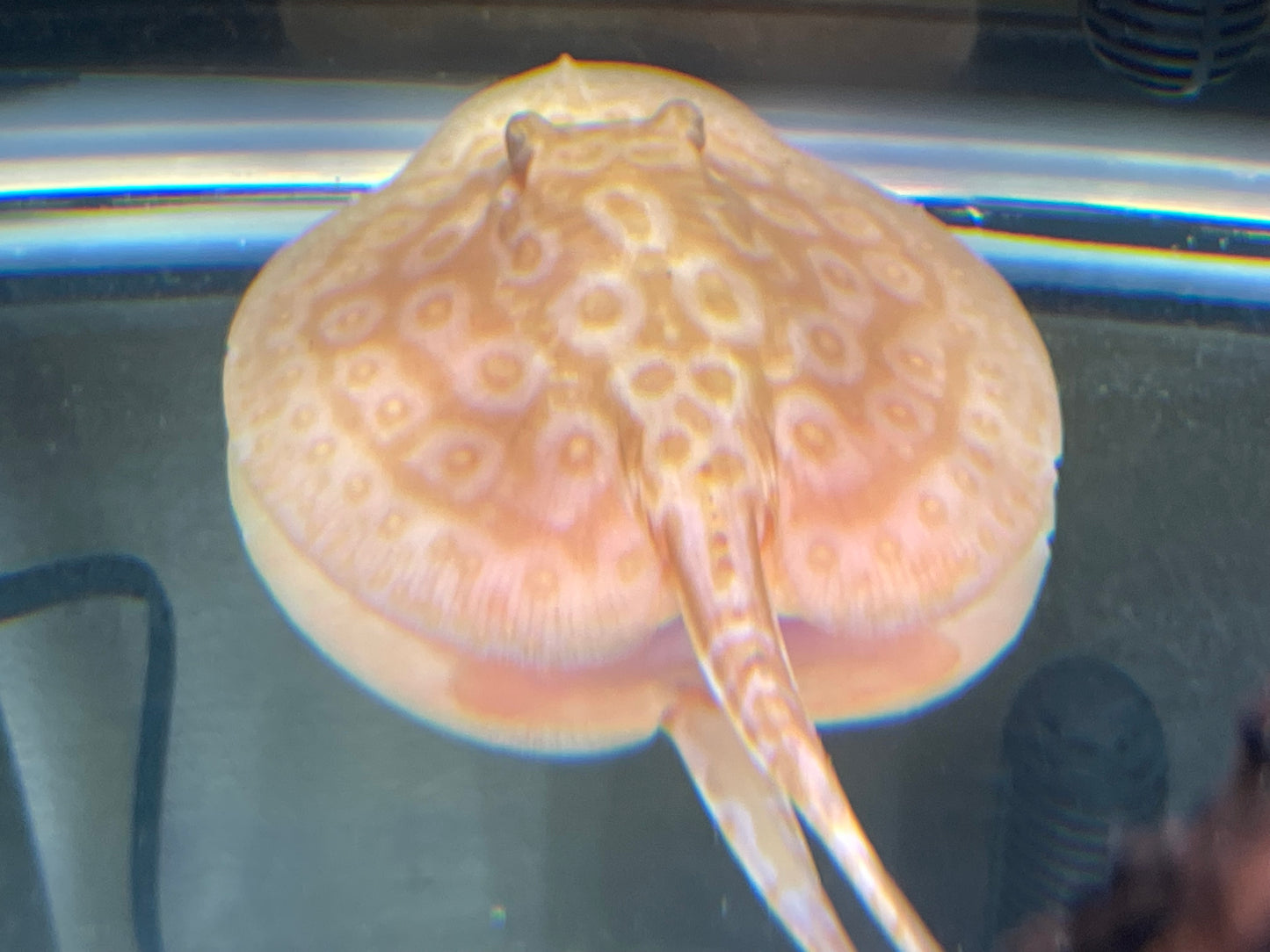 Female albino golden base stingray 6”