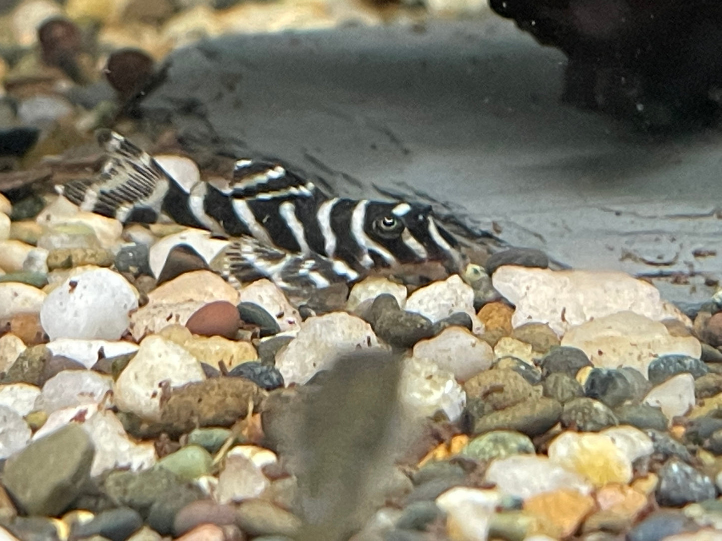 L333 king tiger pleco
