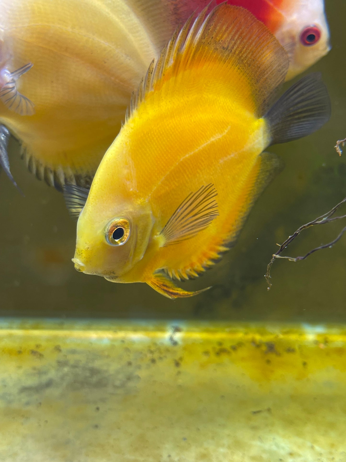 Yellow Marlboro discus 4”