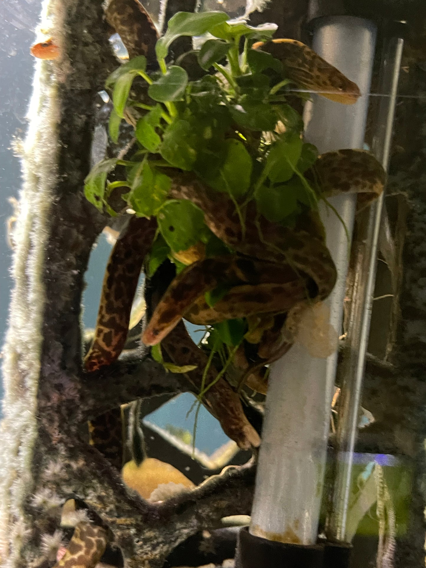 True freshwater tiger moray