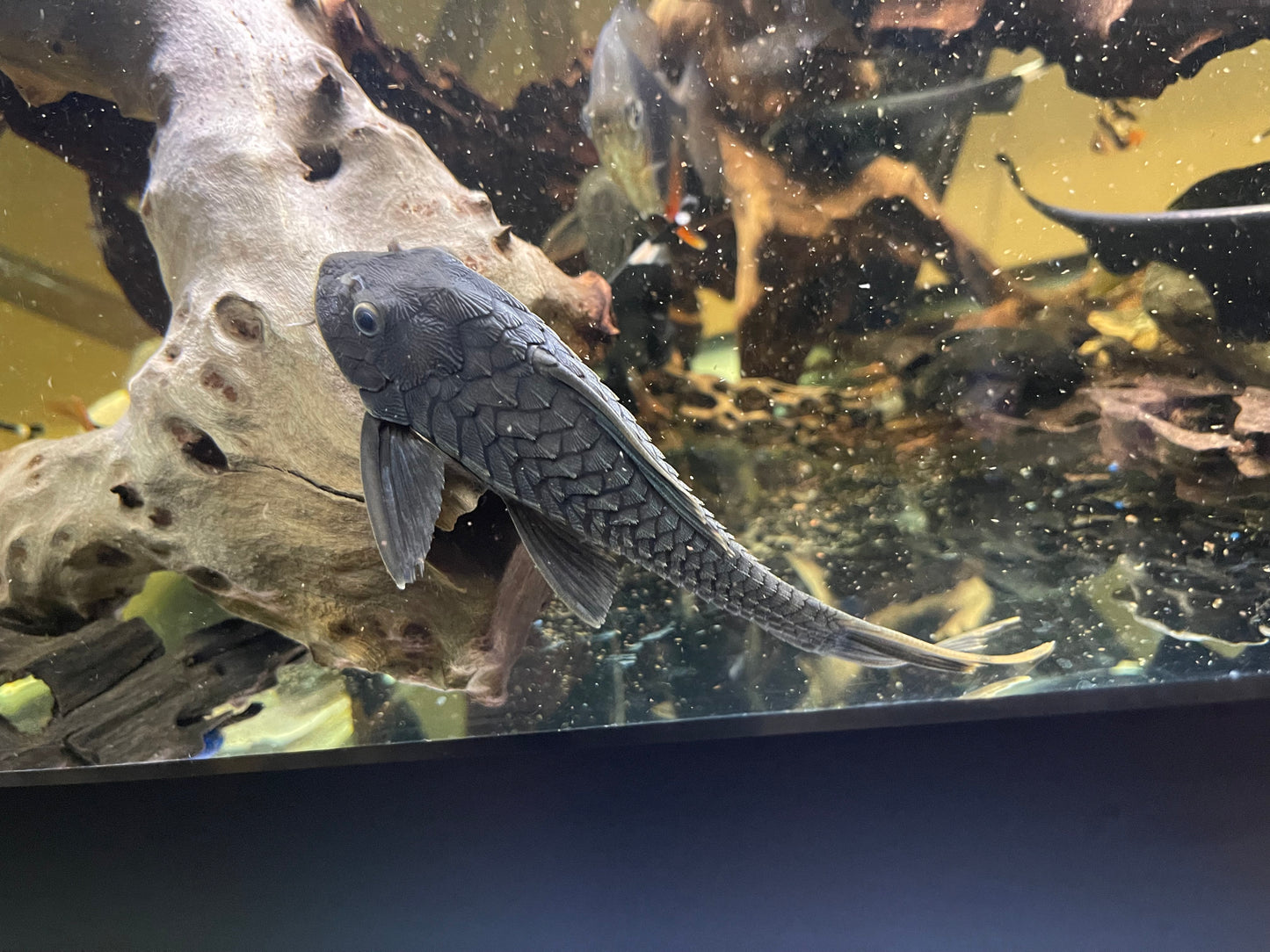 L152 black pinecone pleco