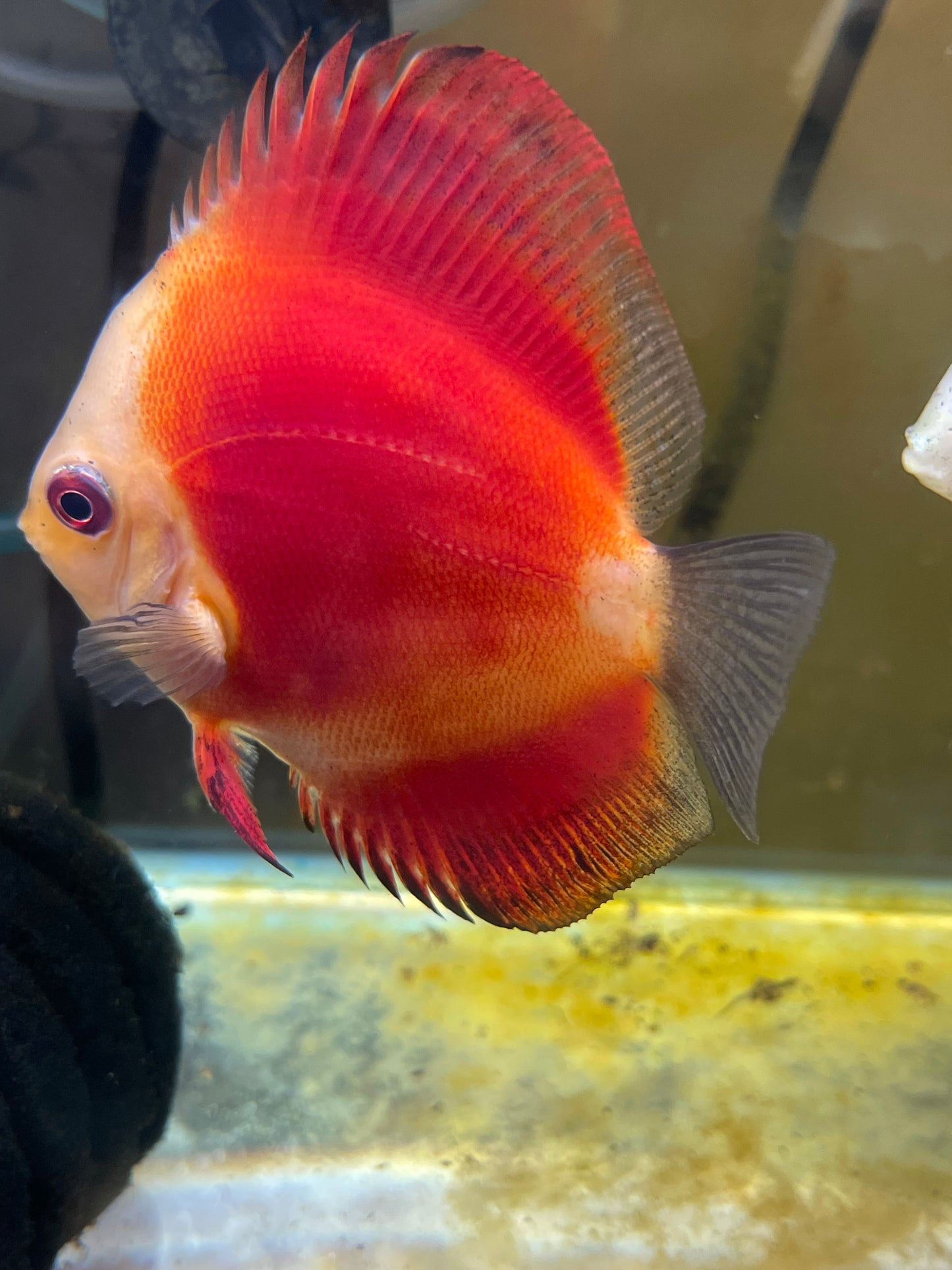 Red Marlboro discus. 4”