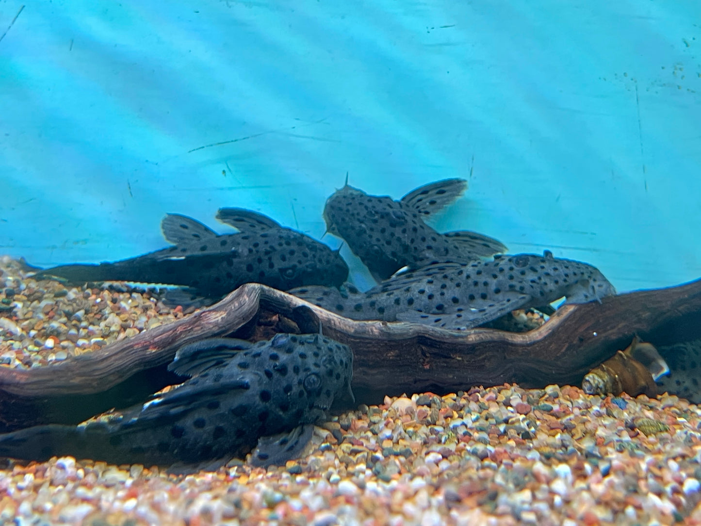 Sultan, sunshine, and red titanic pleco custom bundle