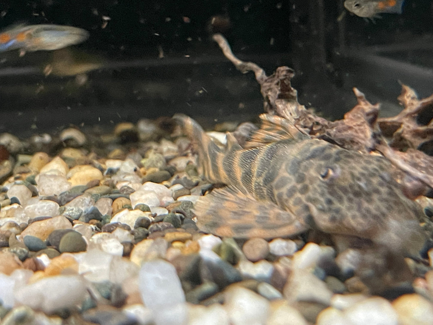 L147 Colombian Honey Pleco Peckoltia sp.