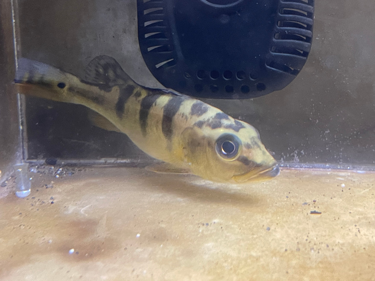 5” gold Bahia peacock bass