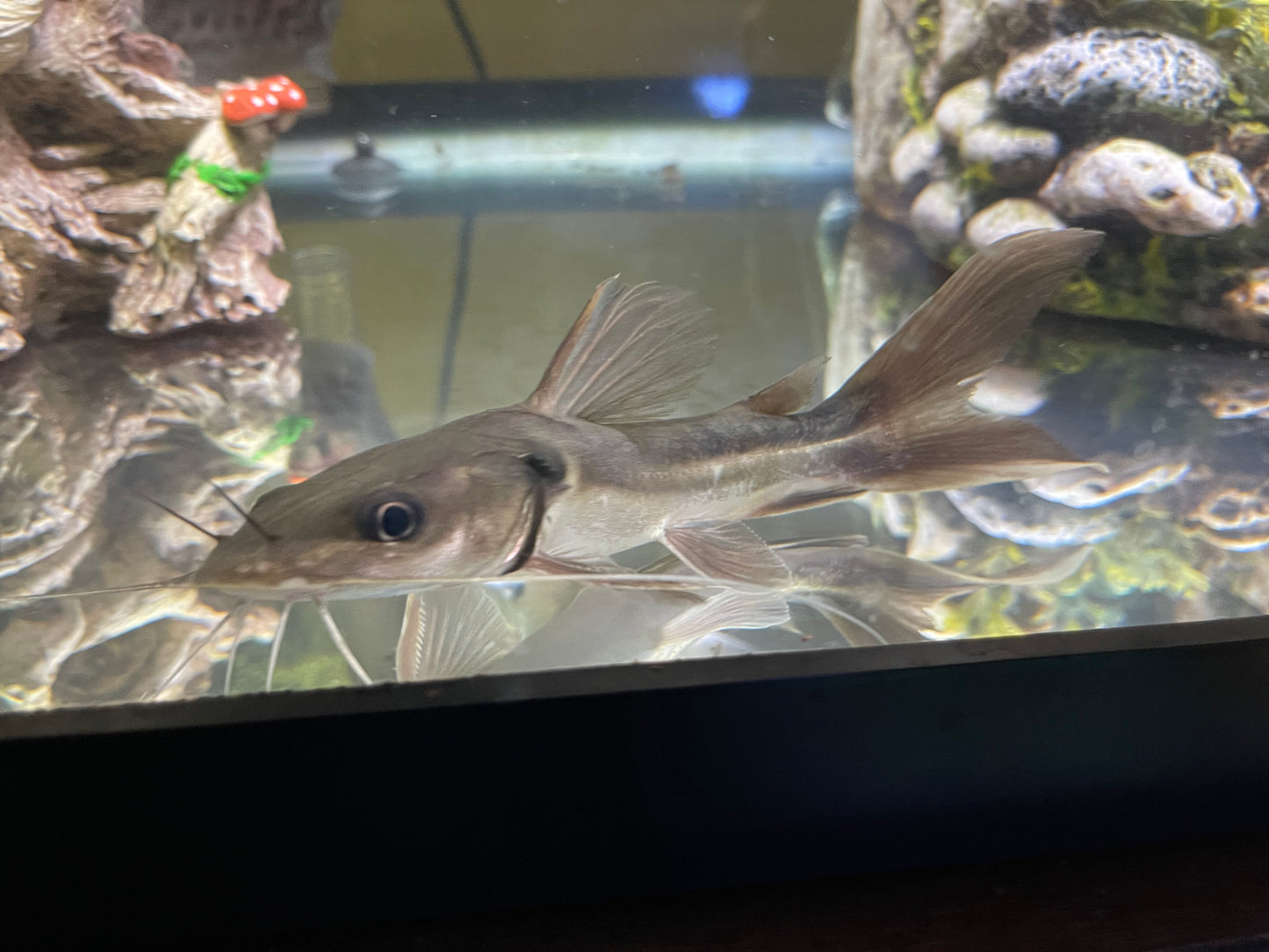 8” wide head catfish