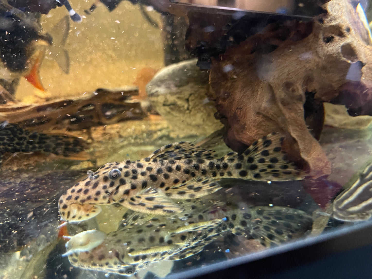 Gold vampire pleco