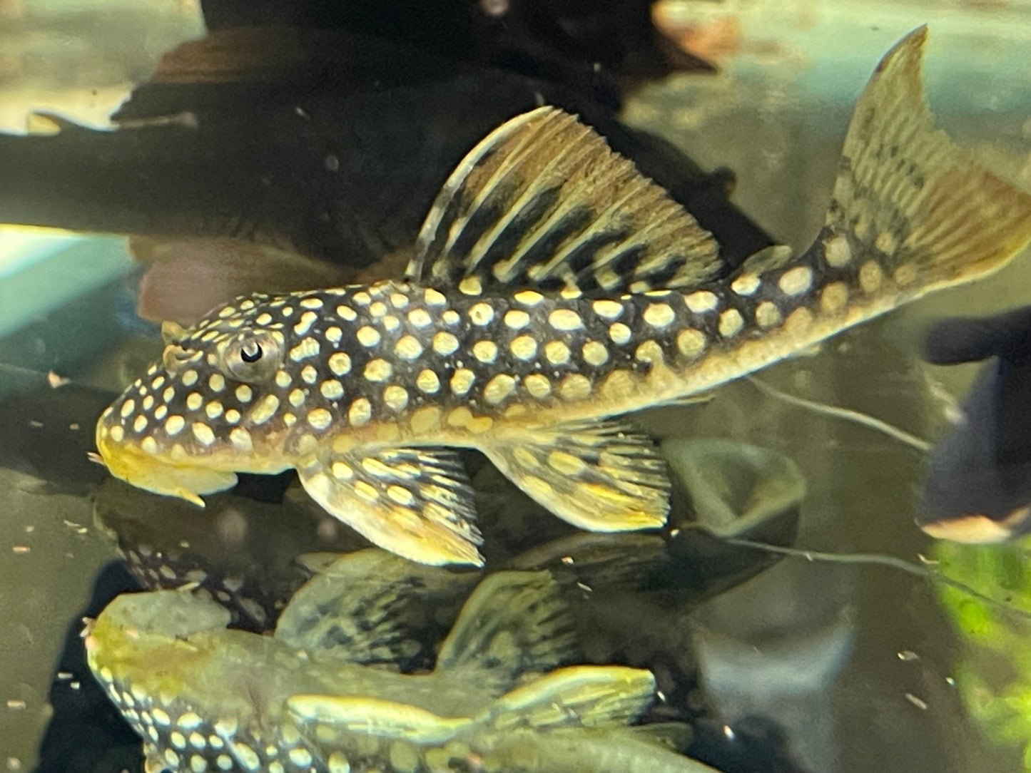 3” sunshine pleco