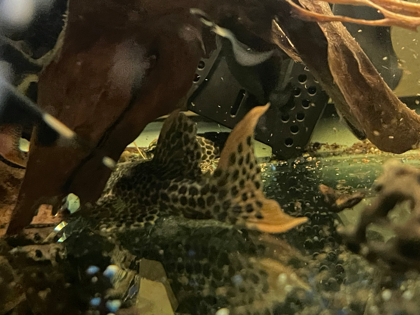 L114 leopard cactus pleco 4”