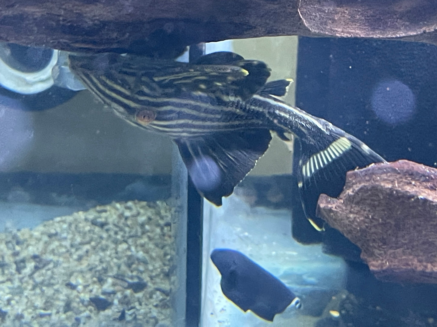 L190 royal pleco