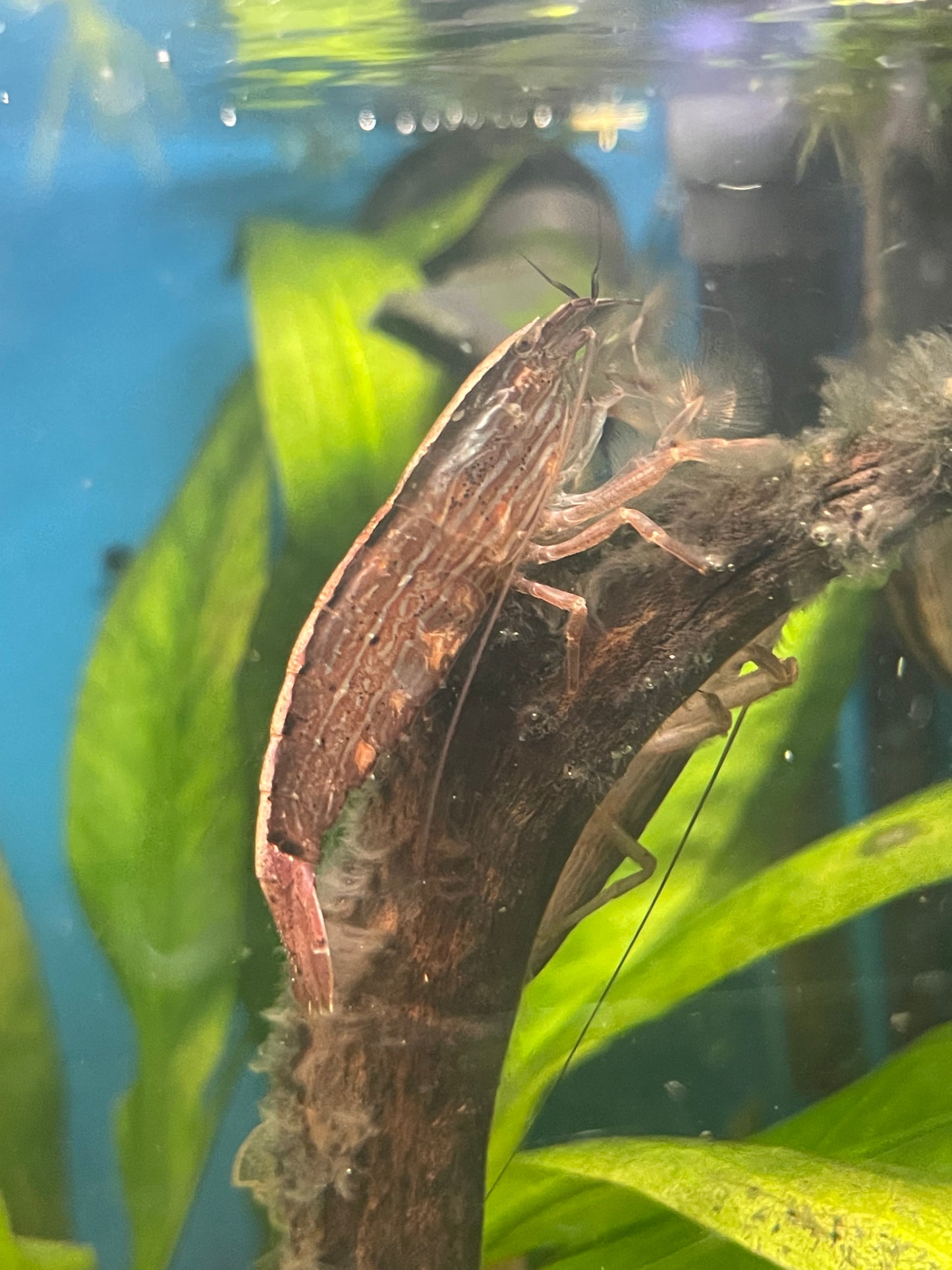Xl bamboo shrimp