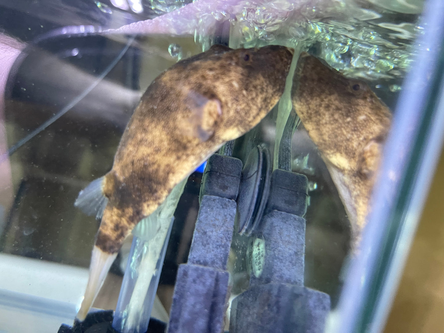 Potato puffer (Tetraodon miurus)