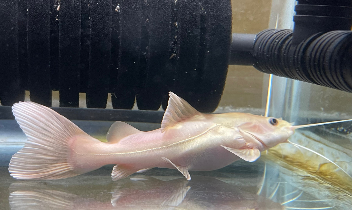 Leucistic redtail catfish (phantom)