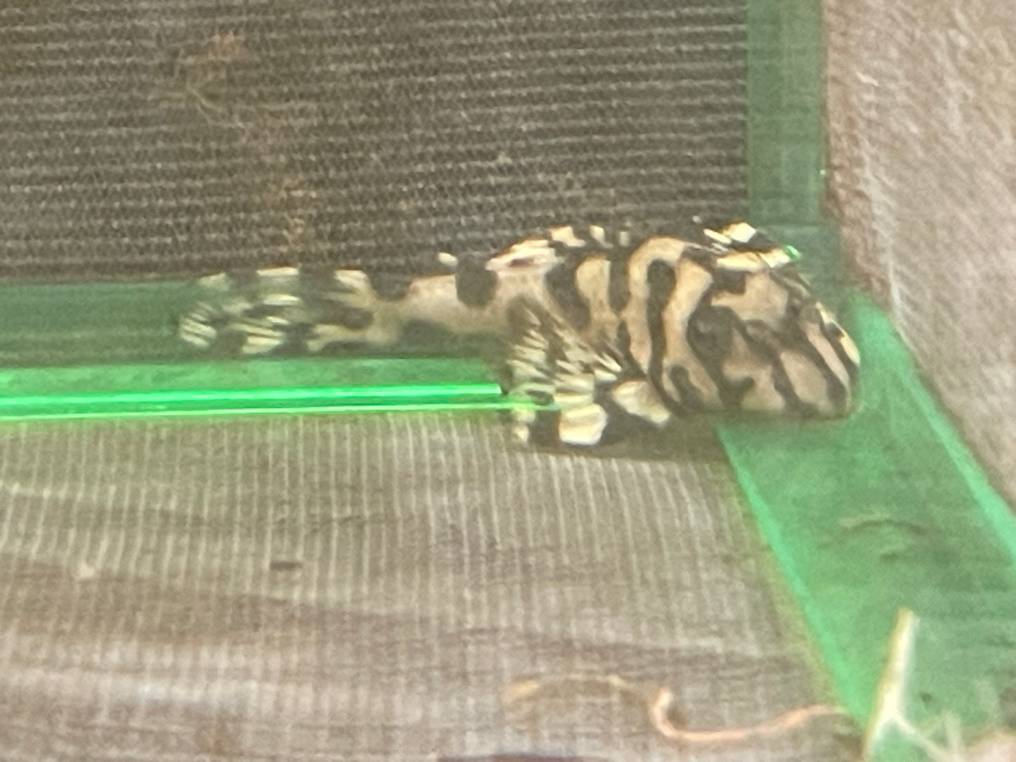 L236 super white pleco
