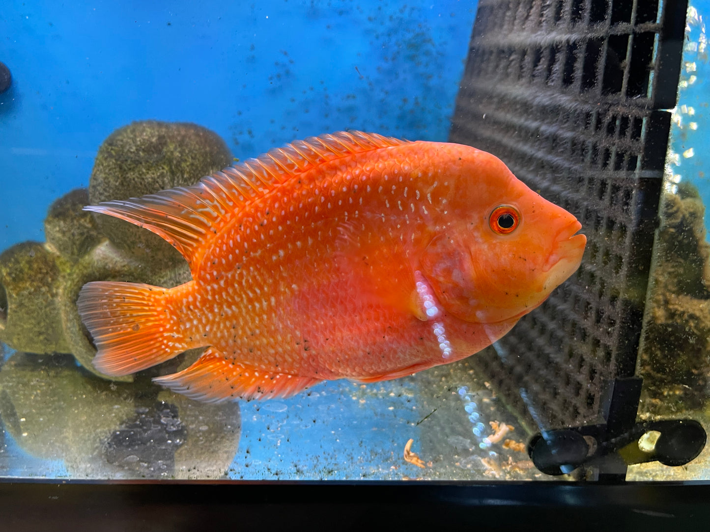 Xl Red Texas cichlid
