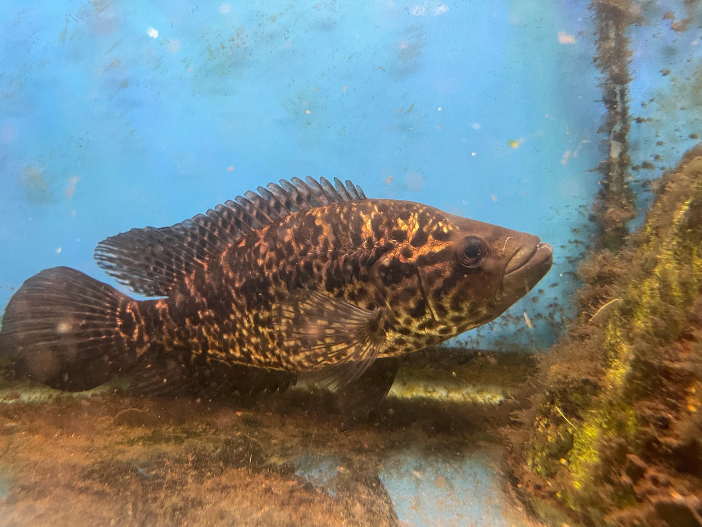 Jaguar cichlid