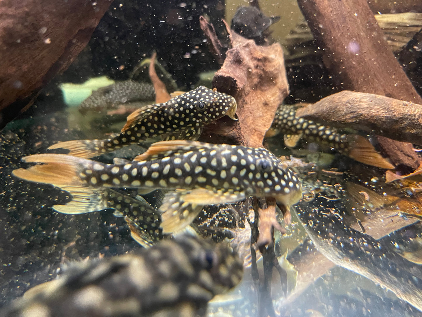 L014 sunshine “Goldie” pleco 4.5”