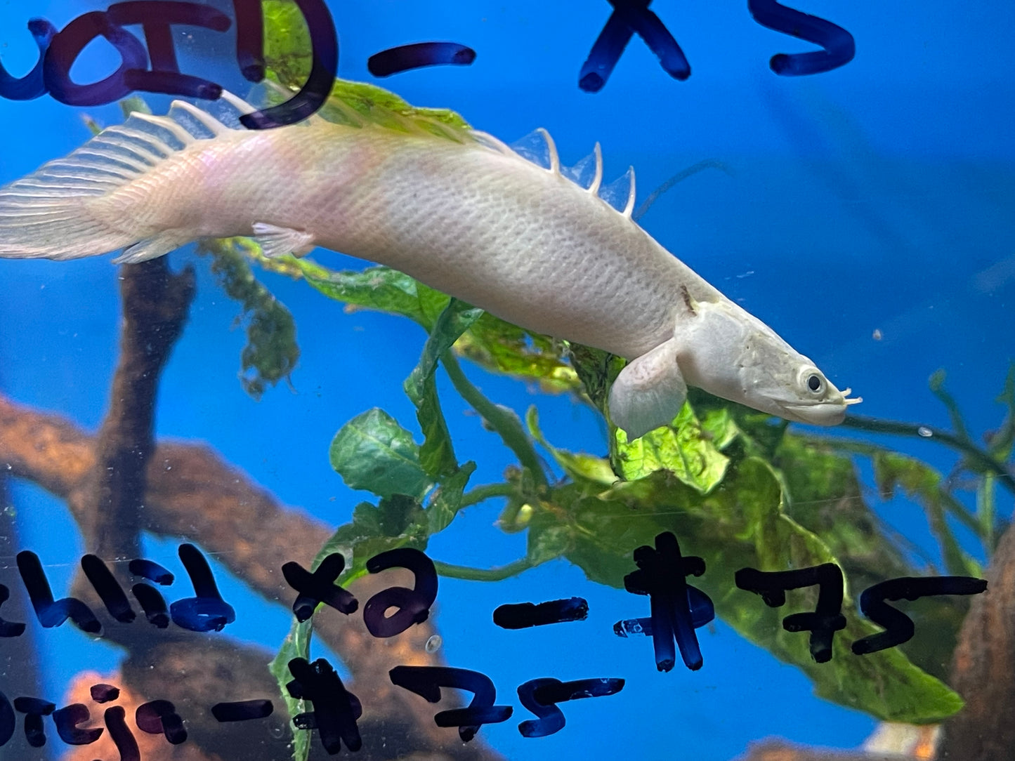 5” AA grade platinum endlicheri bichir