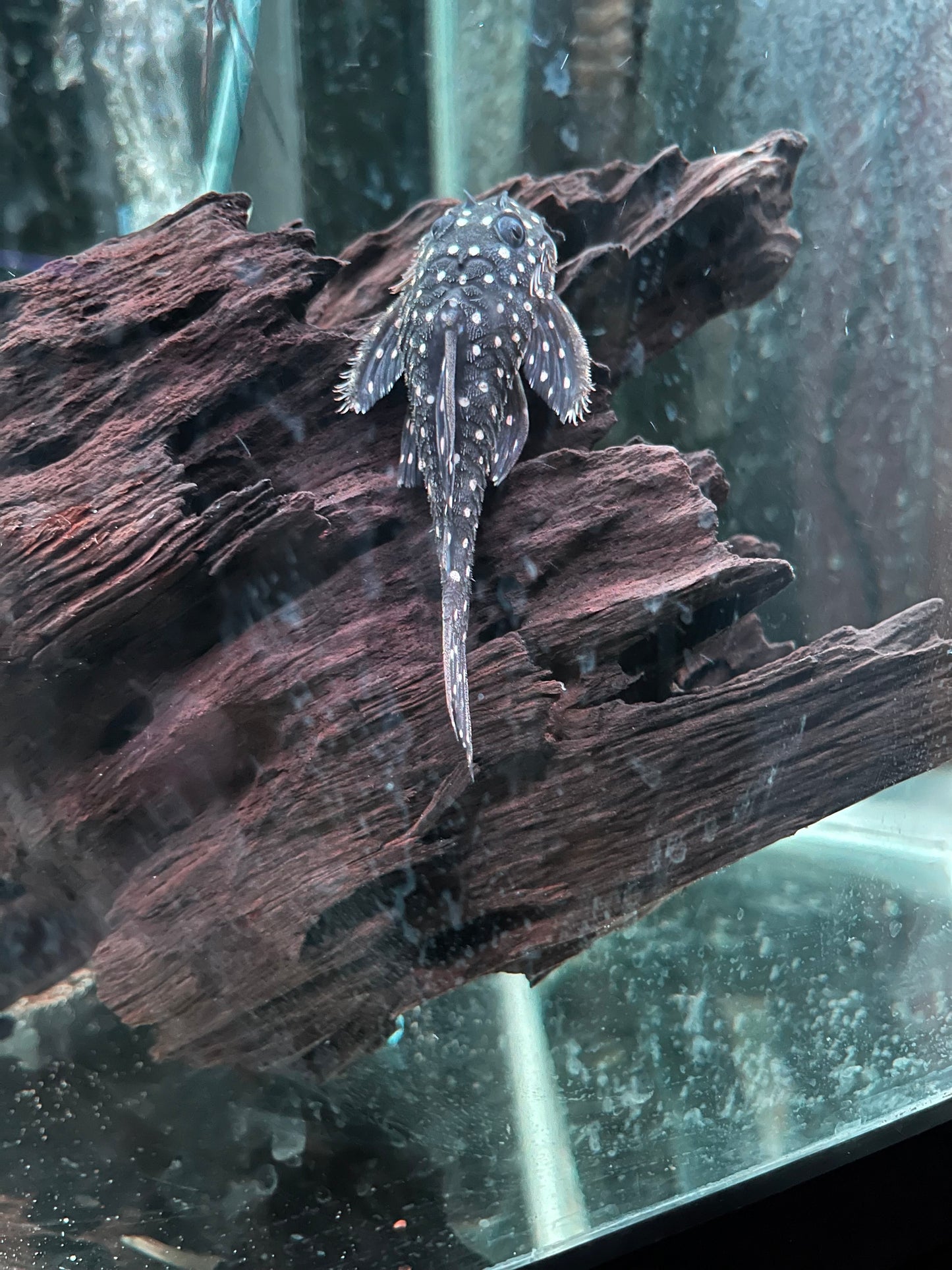 L201 snowball pleco
