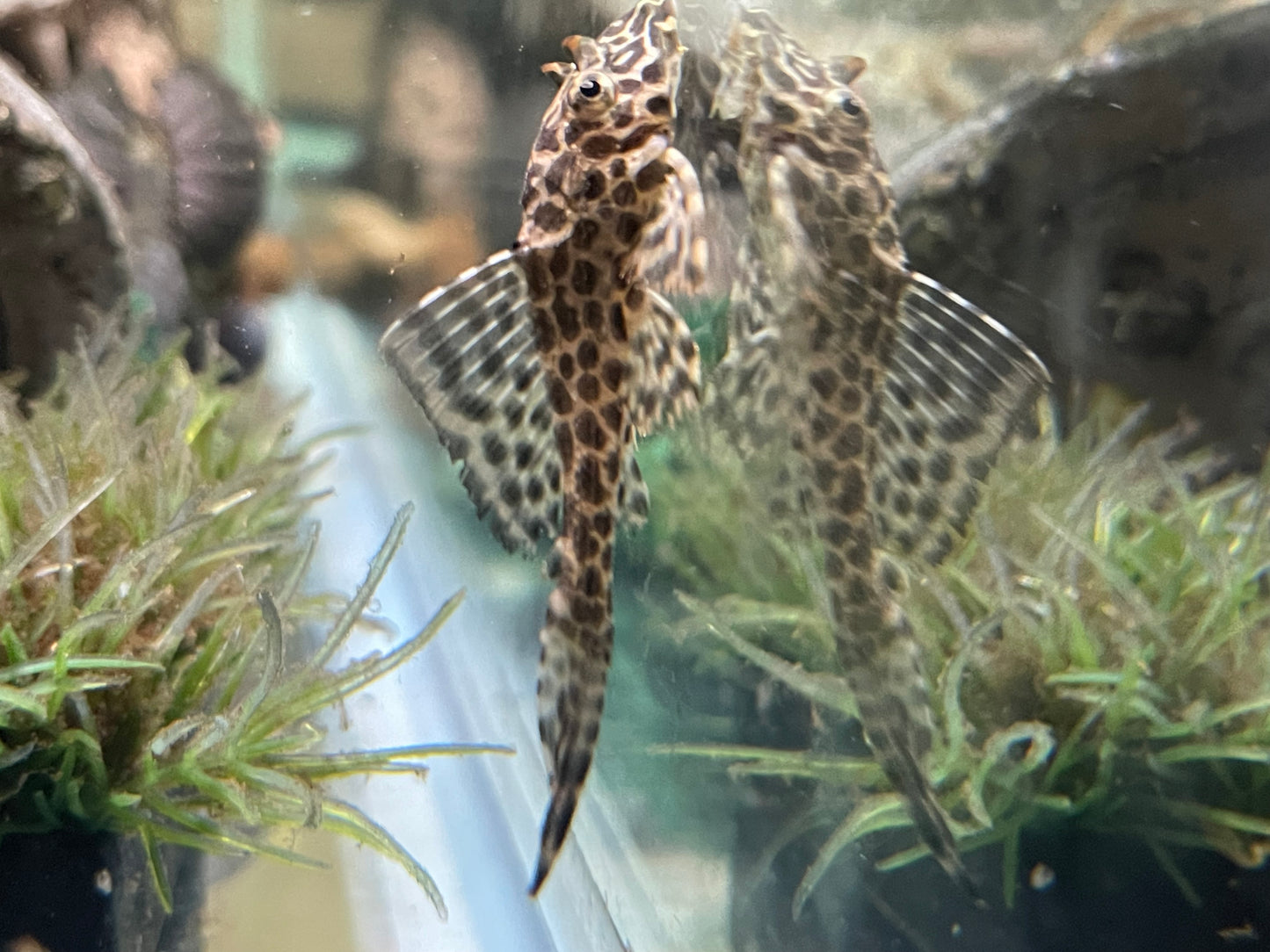 Leopard sailfin pleco