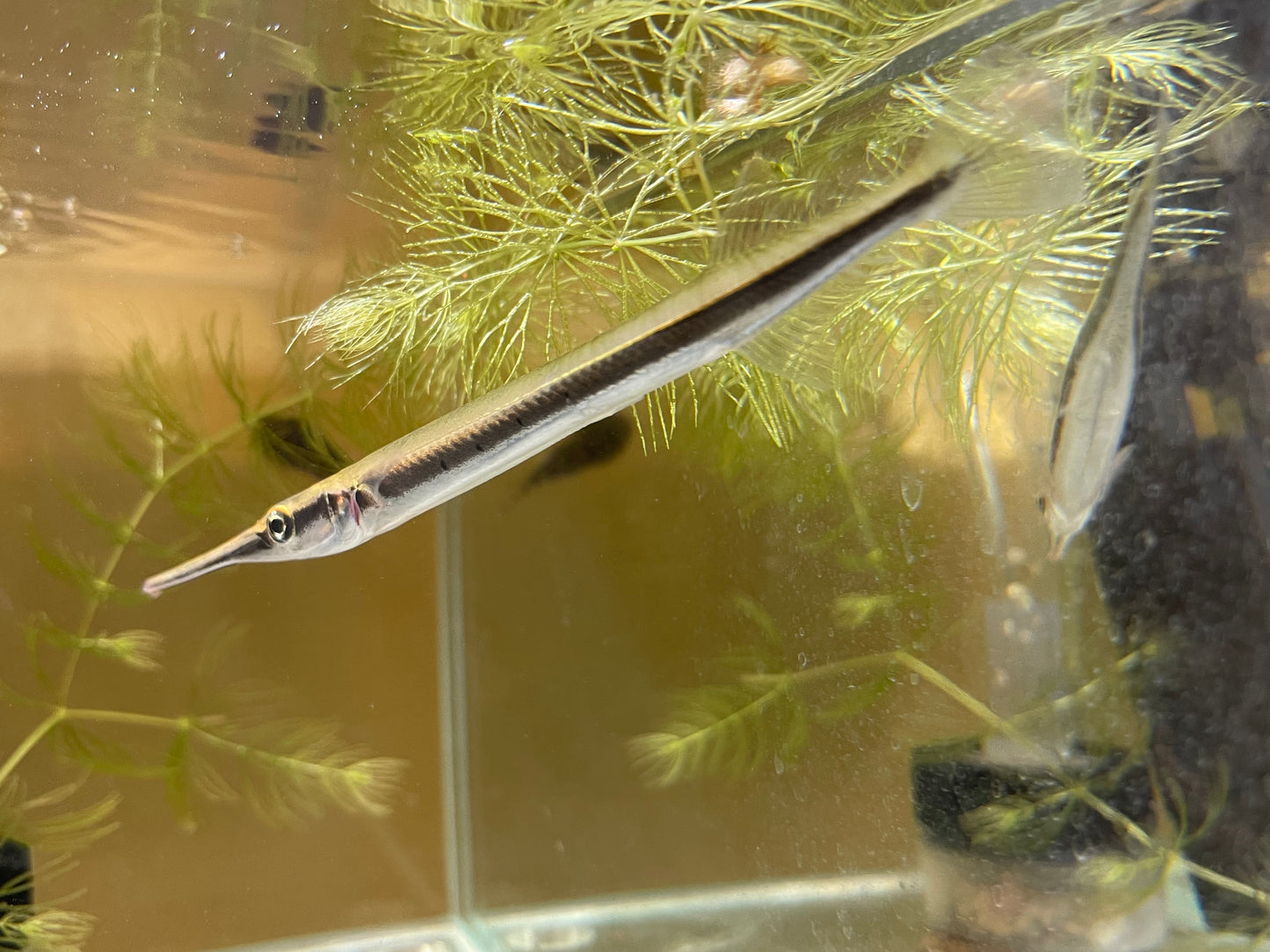 Needle nose gar