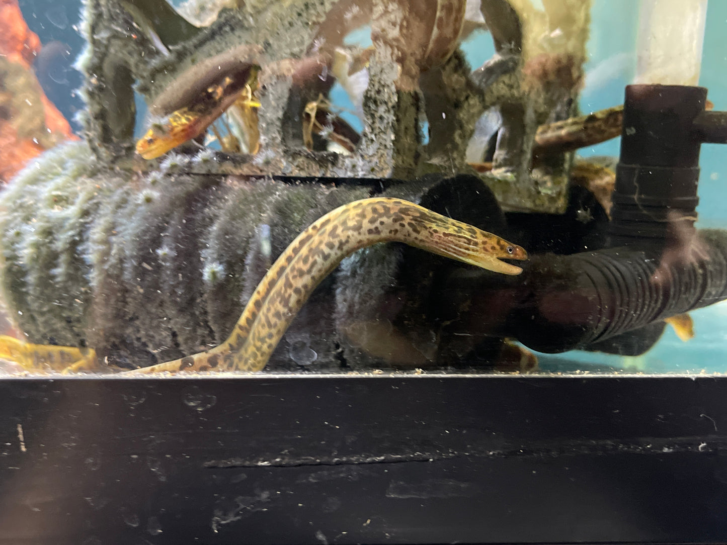 True freshwater tiger moray eel- Gymnothorax polyuranodon