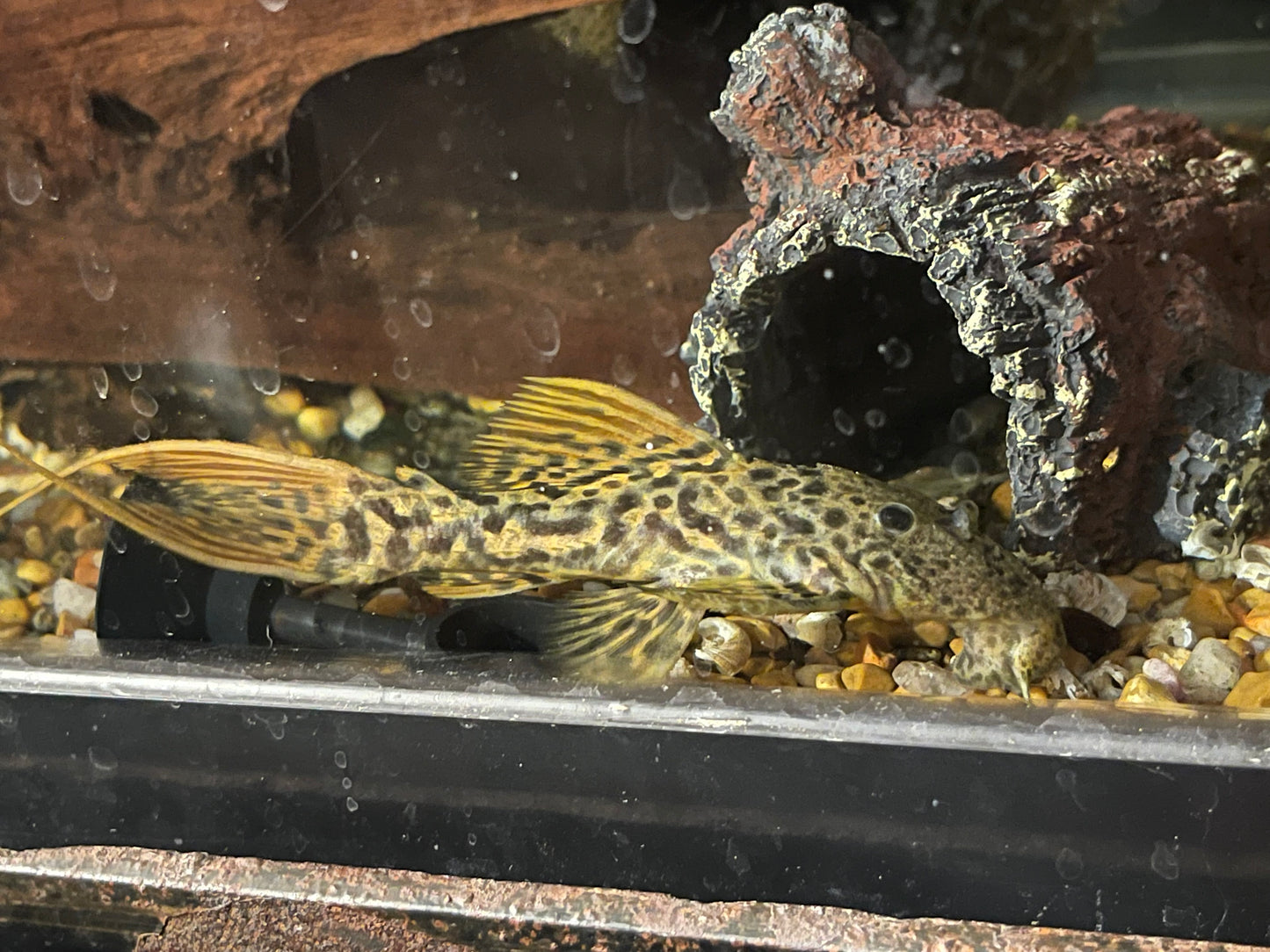 Sultan, sunshine, and red titanic pleco custom bundle