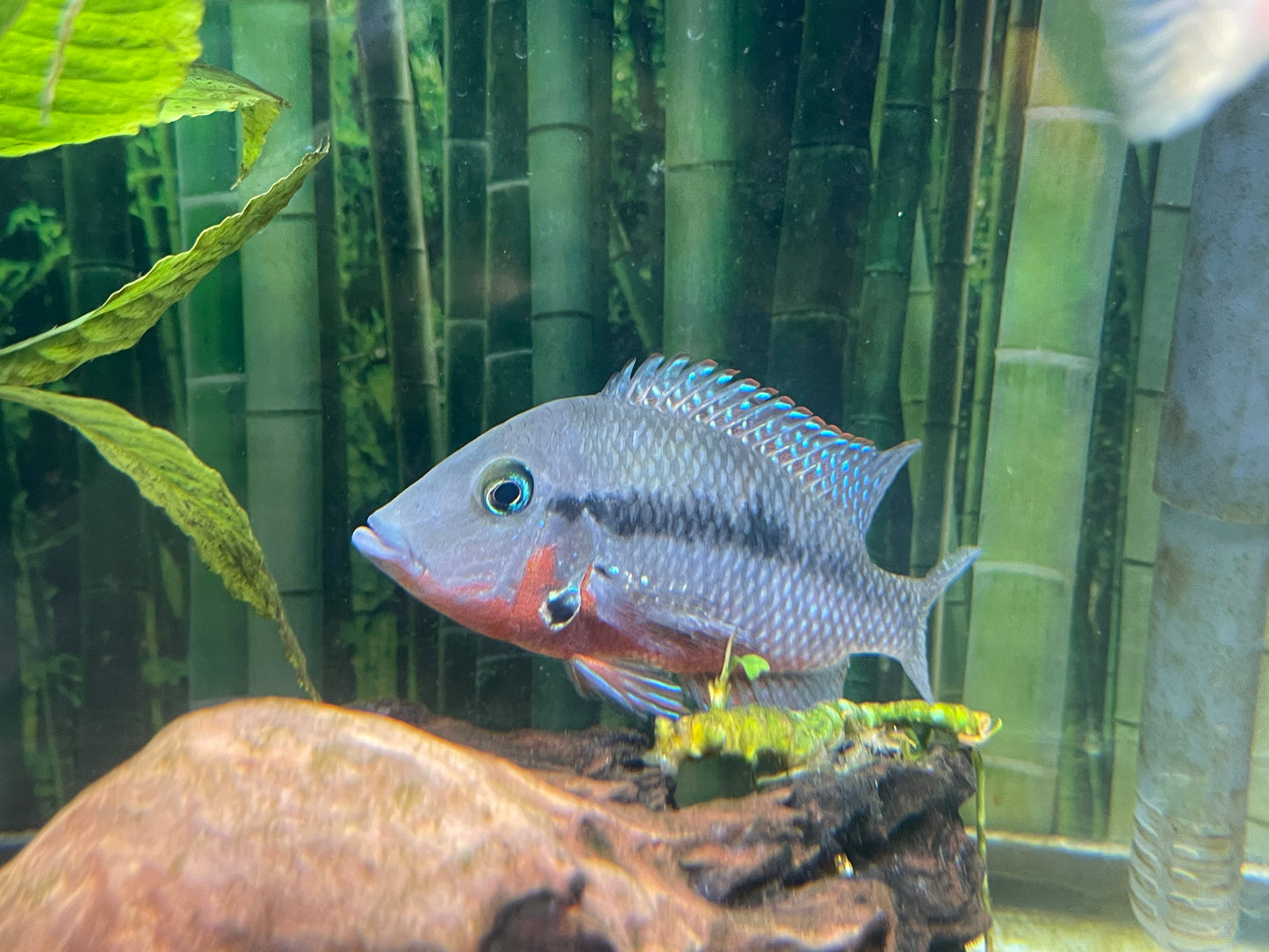 4” firemouth cichlid