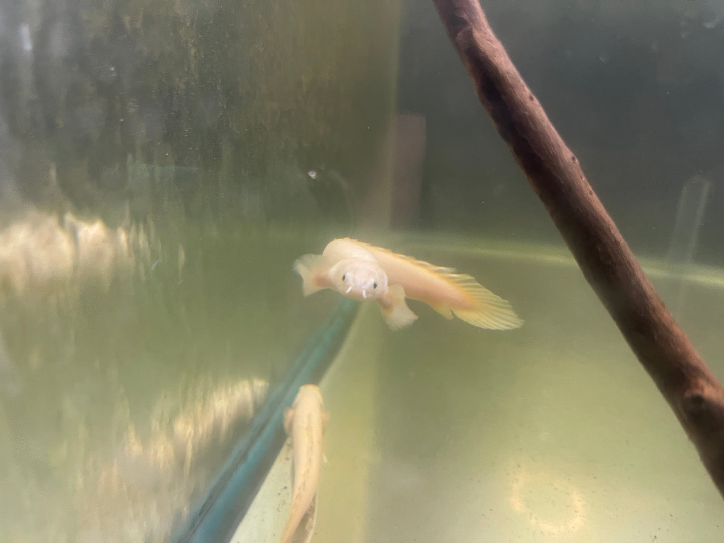 Platinum Senegal bichir