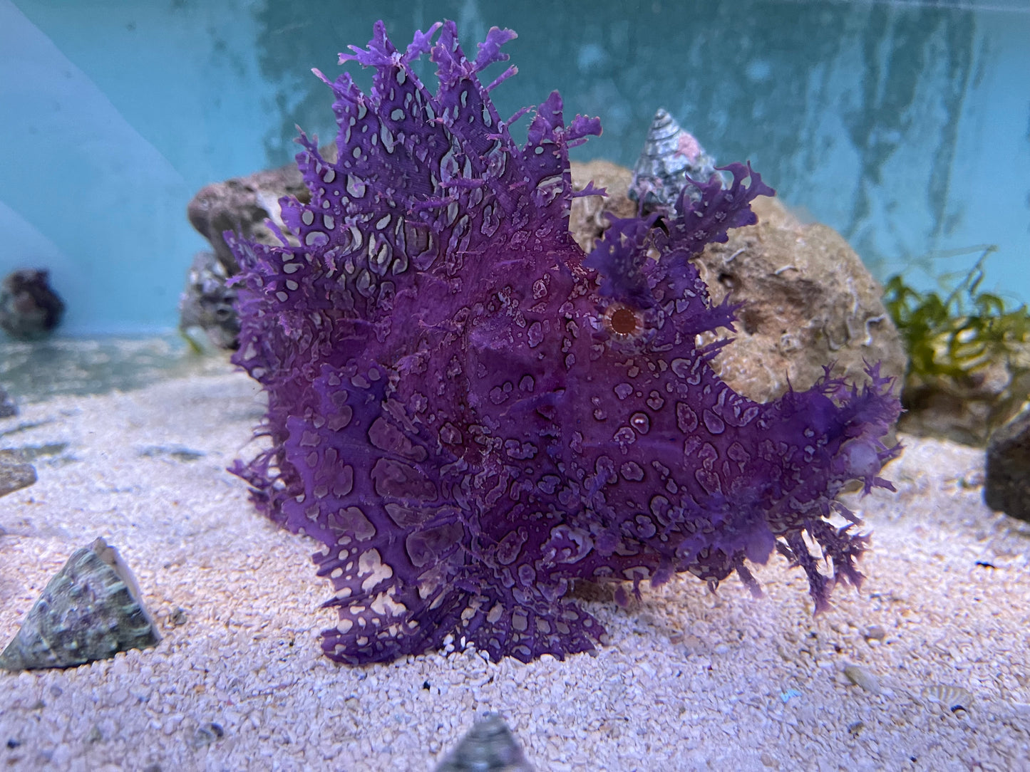 Purple Rhinopias Scorpion fish. 8”