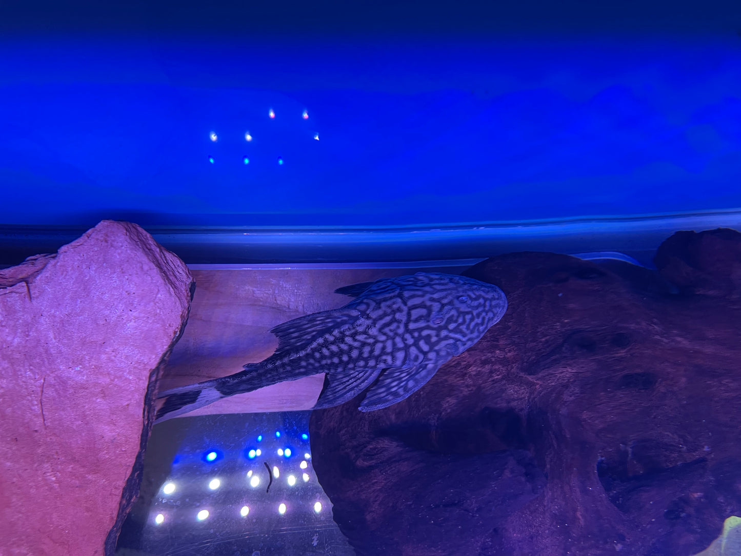 L090 Papa pleco (Panaque bathyphilus)