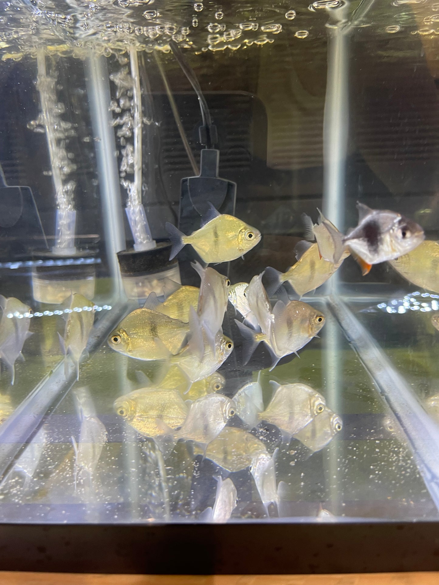 Wide bar silver dollar (Myleus Schomburgkii)