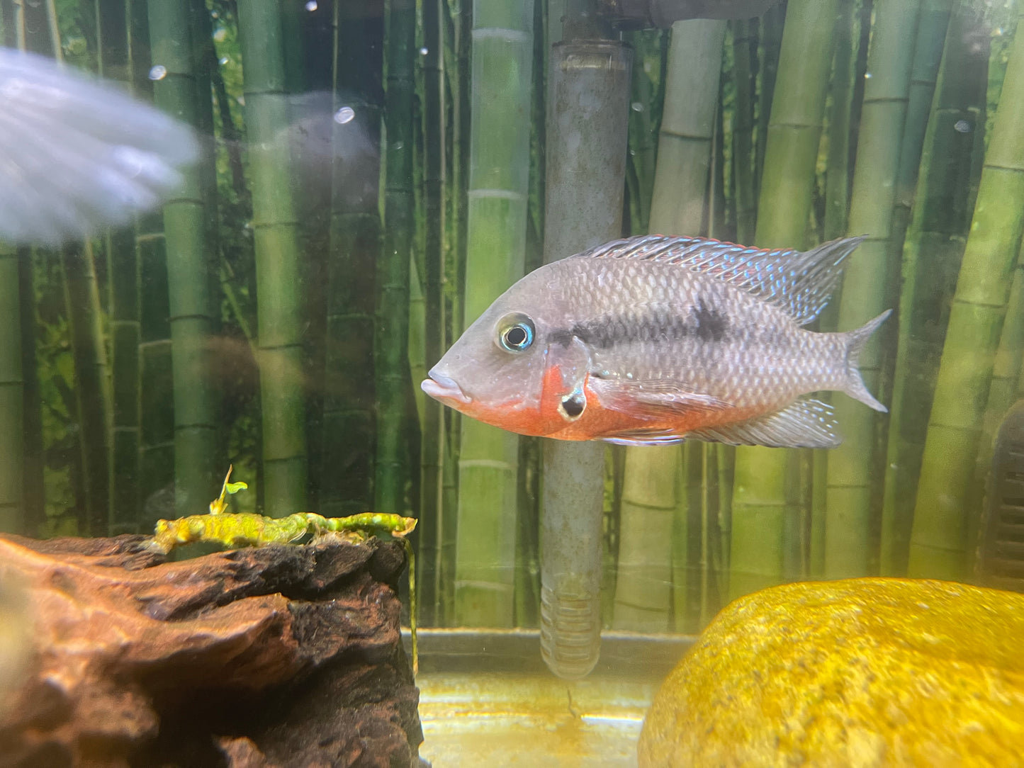 4” firemouth cichlid